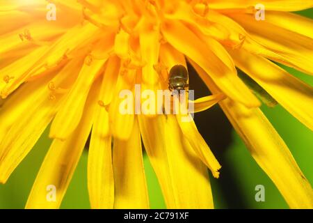 gros plan d'un insecte sur la fleur de pissenlit. Faible profondeur de champ Banque D'Images