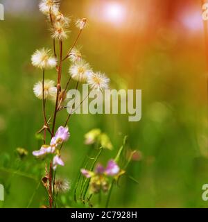 Plantes de prairie de pissenlit. Gros plan Banque D'Images