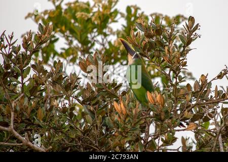 Un toucanet exotique à gorge blanche perché sur un arbre, capturé dans la forêt des montagnes près de la ville de Villa de Leyva, dans le centre des Andes Banque D'Images