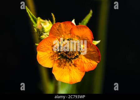 Gros plan d'une fleur de Geum chiloose 'Mrs J Bradshaw' sur fond vert Banque D'Images