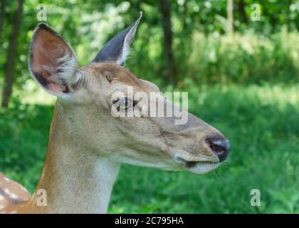 cerf dans le parc 22 Banque D'Images