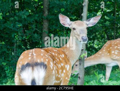 cerf dans le parc 24 Banque D'Images