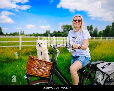 Petit chien Chihuahua sur panier à vélo. Chiot voyageant avec une femme sur la route dans la région des dunes aux pays-Bas. Journée de voyage d'été active. Chihuahua assis dans le panier devant le vélo pour filles Banque D'Images