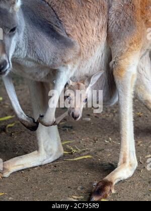 Macropus rufus kangourou rouge avec jeune en poche Banque D'Images