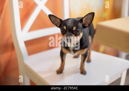 Magnifique chien chihuahua. Portrait d'animal. Photo élégante. Chihuahua à l'intérieur. Chien noir avec taches marron et blanc Banque D'Images