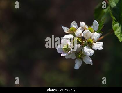 Foyer doux des fleurs de mûres (Rubus fruticosus) avec des fleurs d'ombre roses Banque D'Images
