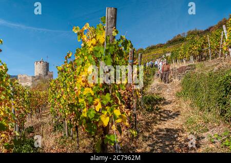 Les promeneurs du vignoble sur la visite guidée à pied des vignes du Grand cru Schlossberg en automne avec le château de Kaysersberg derrière Kaysersberg Alsace France Banque D'Images