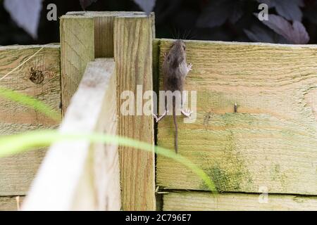 Souris de champ également connue sous le nom de souris de bois Apodemus sylvaticus grimper hors de la corbeille de compost en bois quand perturbé pendant le virage - Écosse, Royaume-Uni Banque D'Images