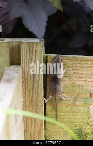 Souris de champ également connue sous le nom de souris de bois Apodemus sylvaticus grimper hors de la corbeille de compost en bois quand perturbé pendant le virage - Écosse, Royaume-Uni Banque D'Images