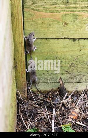 Souris en bois également connue comme une souris de champ Apodemus sylvaticus grimper hors de la corbeille de compost en bois lorsqu'elle est perturbée pendant le virage dans le jardin britannique