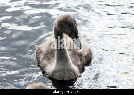 Magnifique cygne relaxant dans l'eau Banque D'Images