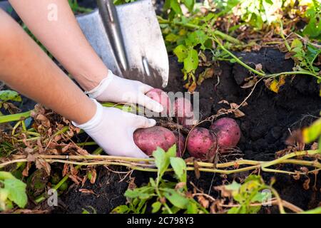 Femme cueillant des pommes de terre fraîches bio dans le jardin. Banque D'Images