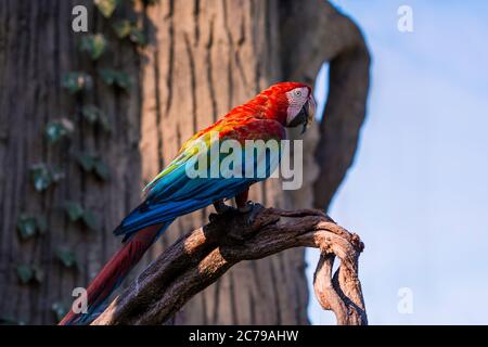 Magnifique grand oiseau de perroquet rouge vert ailé. Oiseaux tropicaux exotiques Banque D'Images