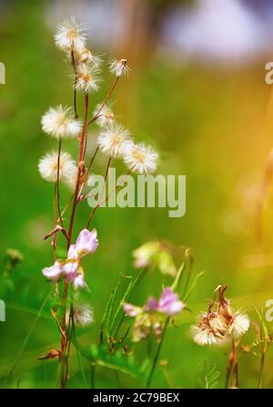 Plantes de prairie de pissenlit. Gros plan Banque D'Images