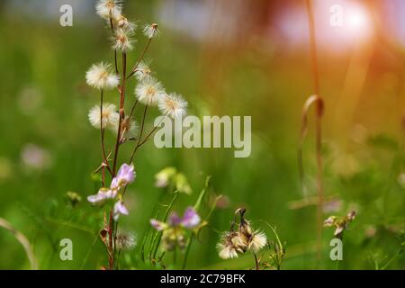 Plantes de prairie de pissenlit. Gros plan Banque D'Images