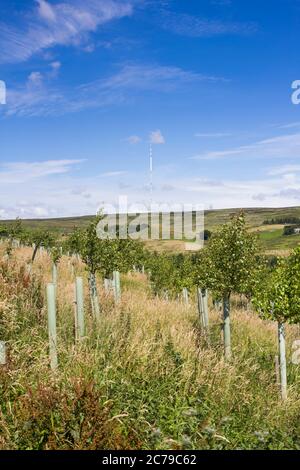 Des jeunes arbres de bouleau argenté ont récemment été plantés sur le site Woodland Trust Smithills Estate à Bolton, au-delà de la plantation, le Winter Hill TV transmi Banque D'Images