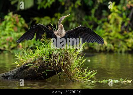 Une femelle Anhinga, Anhinga anhinga, se trouve sur une souche dans une rivière et se répand ses ailes pour sécher dans le parc national de Tortuguero, au Costa Rica Banque D'Images