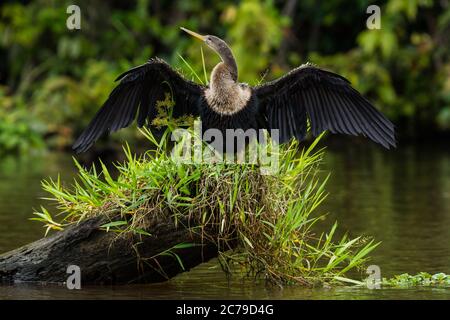 Une femelle Anhinga, Anhinga anhinga, se trouve sur une souche dans une rivière et se répand ses ailes pour sécher dans le parc national de Tortuguero, au Costa Rica Banque D'Images