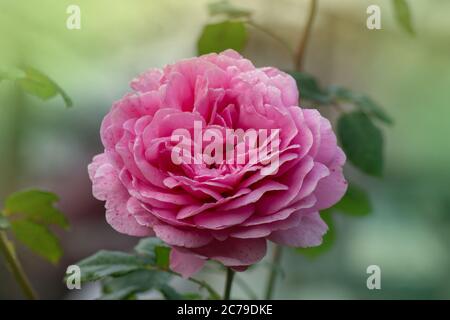 Célébration du Jubilé de la rose. Jubilé célébration roses dans le jardin Banque D'Images