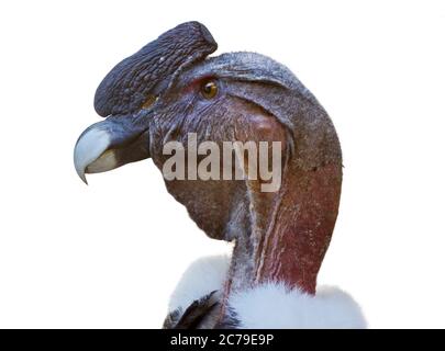 Condor des Andes (Vultur gryphus) mâle Banque D'Images