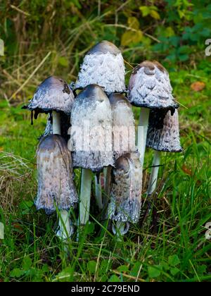 Coprinopsis atramentaria, communément appelé bouchon à encre commune ou champignon à tête inky poussant sur une parcelle d'herbe. Banque D'Images