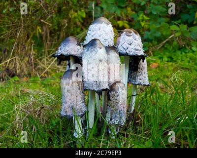 Coprinopsis atramentaria, communément appelé bouchon à encre commune ou champignon à tête inky poussant sur une parcelle d'herbe. Banque D'Images