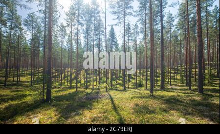 PIN européen éclairci ( Pinus sylvestris ) poussant à l'esker glaciaire à l'été , Finlande Banque D'Images