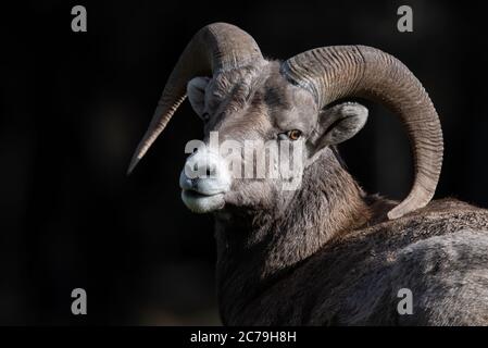 Mouflon de Bighorn en hiver Banque D'Images