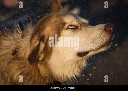 Le husky secoue la tête et donne un œil latéral Banque D'Images