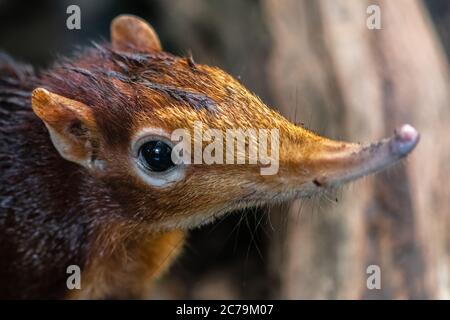 Chevreuse à l'éléphant noir et rufous (Rhynchocryon petersi) Banque D'Images