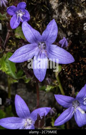 Bellflower serbe (Campanula poscharskyana), Campanulacées Banque D'Images