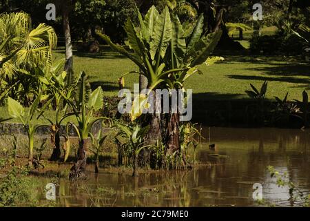 Les jardins botaniques de Curepipe (ou jardin botanique SSR de Curepipe) sur la route des Jardins, Curepipe, est le deuxième plus grand jardin botanique de l'île Maurice Banque D'Images