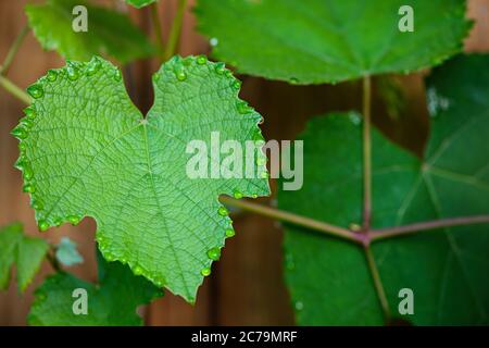 Gouttes de pluie sur une feuille de raisin. Gros plan. Fond naturel. Banque D'Images