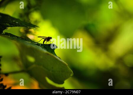 Moustiquaire sur une feuille sur fond vert. Mise au point douce. Fond naturel. Banque D'Images