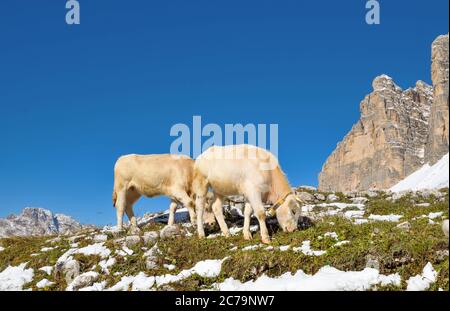 deux petits-veaux se broutent dans les hautes montagnes Banque D'Images