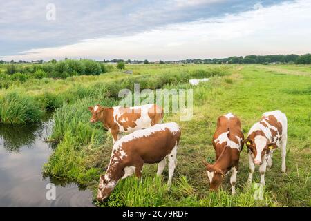 Les vaches boivent dans un fossé rempli d'eau dans le paysage néerlandais de la polder Banque D'Images