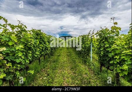 Italie Veneto - S. Eusebio - Bassano del Grappa - Villa Angarano Bianchi Michiel - vignobles Banque D'Images