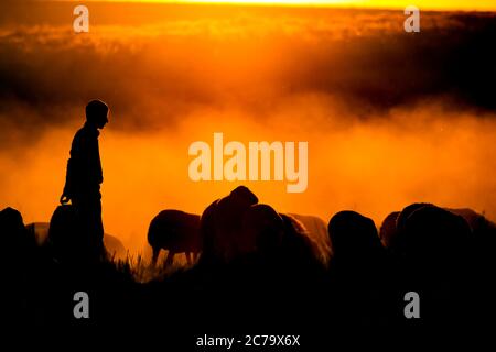 Coucher de soleil nature et berger. Coucher de soleil sur fond de nature. Silhouette de berger et de moutons. Banque D'Images