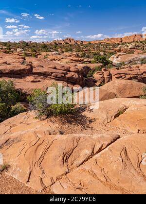 Petrified Dunes, parc national d'Arches, Utah, États-Unis Banque D'Images