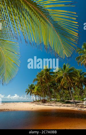 Paille de noix de coco dans une journée ensoleillée à Taipú de Fora Beach, Penisula de Marau, BA, Brésil Banque D'Images