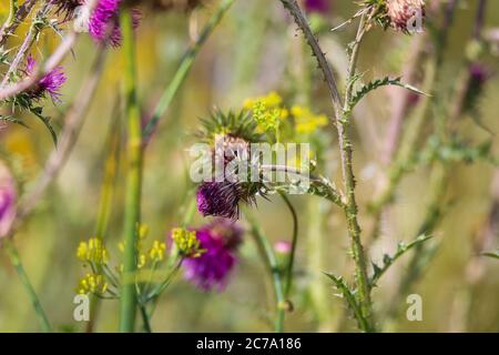 Vue sur une plante de chardon isolée à fleur pourpre (cirsium vulgare) en bande de champ de fleurs. Fond multicolore flou. Allemagne Banque D'Images