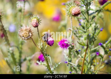 Vue sur une plante de chardon isolée à fleur pourpre (cirsium vulgare) en bande de champ de fleurs. Fond multicolore flou. Allemagne Banque D'Images