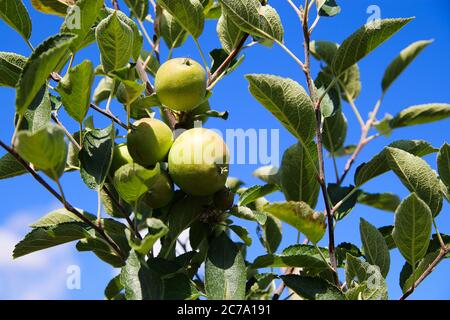 Vue à angle bas sur les jeunes appels isolés verts et non mûrs sur l'arbre contre le ciel bleu sur la plantation allemande - Allemagne Banque D'Images