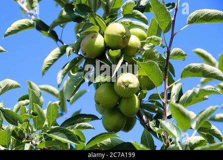 Vue à angle bas sur les jeunes appels isolés verts et non mûrs sur l'arbre contre le ciel bleu sur la plantation allemande - Allemagne Banque D'Images