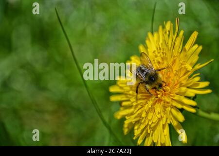 Abeille sur une fleur de pissenlit jaune sur un fond vert flou Banque D'Images