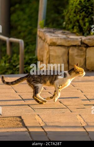 Cat en marche. Banque D'Images