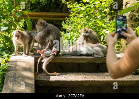 Les singes à Ubud Bali Banque D'Images