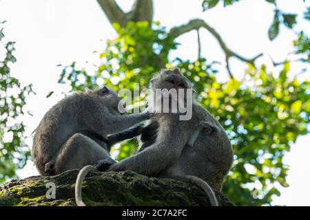 Les singes à Ubud Bali Banque D'Images