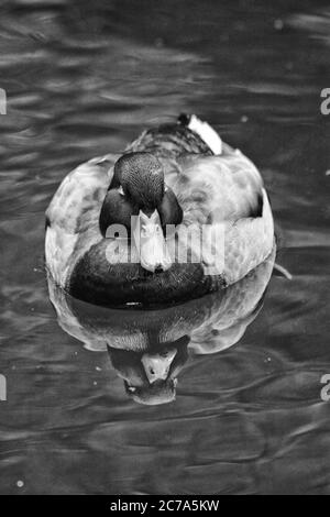 Canard colvert mâle unique (Anas platyrhynchos) nageant dans une eau calme avec un reflet en noir et blanc Banque D'Images