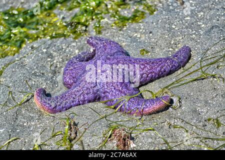 Violet Sea Star sur une plage de sable à marée basse. Banque D'Images